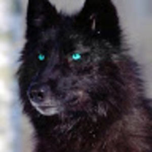 Meet your Posher, Anne